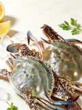 Live Blue Swimmer Crab