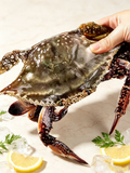 Live Blue Swimmer Crab